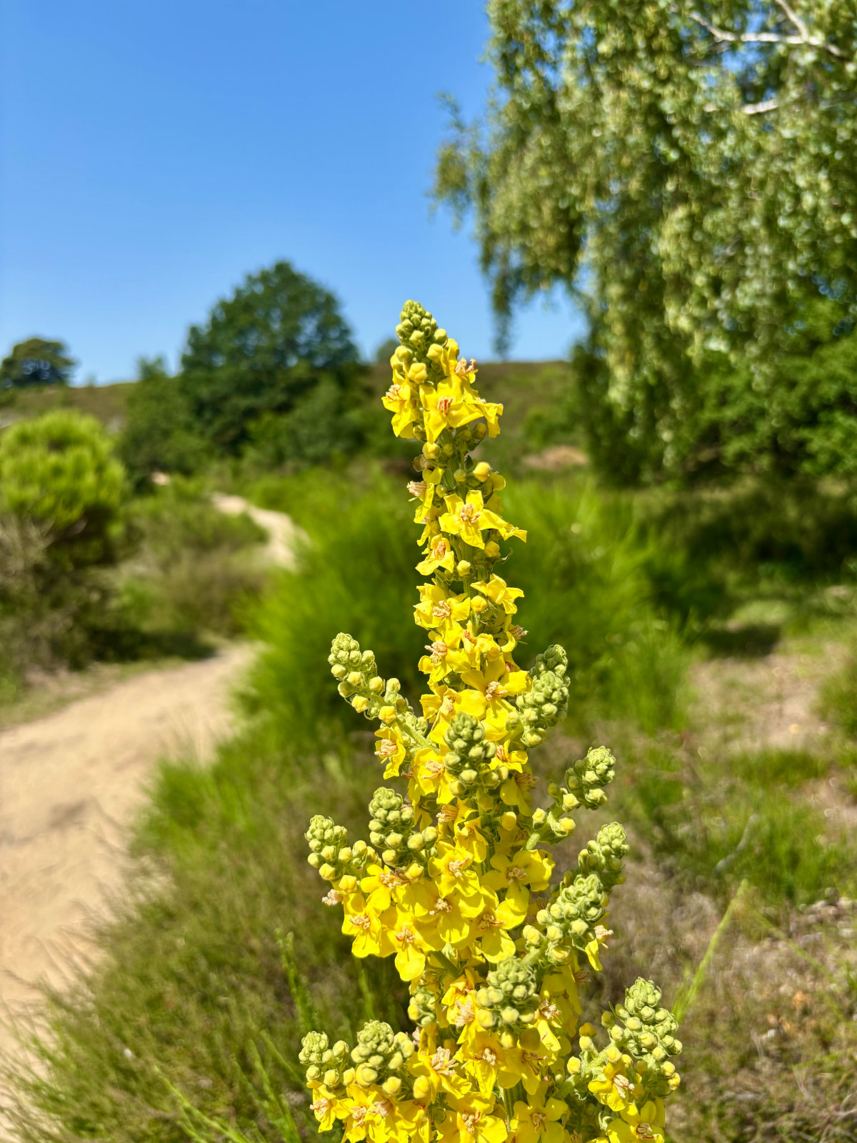 Utrechtse Heuvelrug - Elsterkop - Herinner